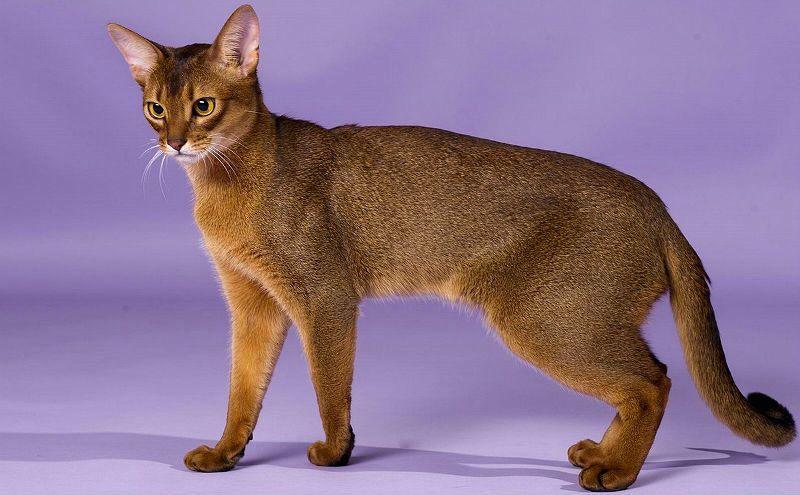 Окрасы абиссинских кошек - главное фото
