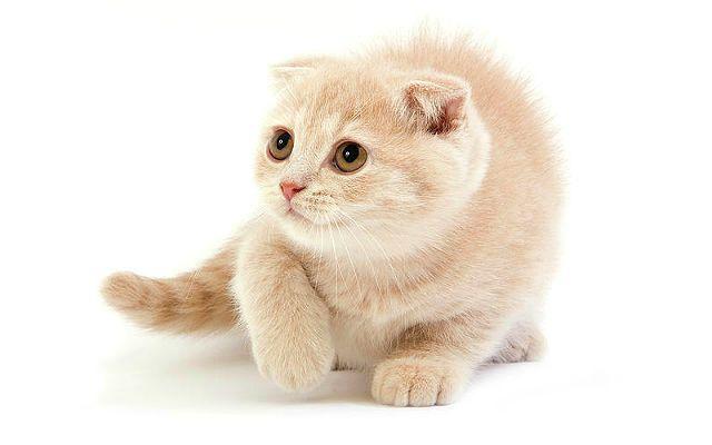 Окрасы шотландских кошек - кремовый