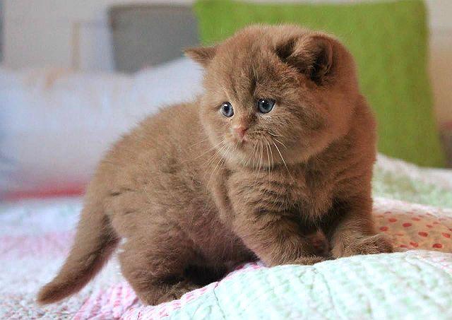 Окрасы шотландских кошек - циннамон