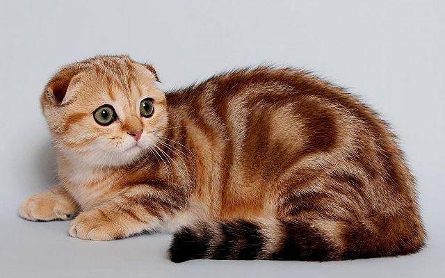 Вислоухая шотландская кошка