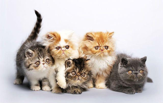 Персидские котята