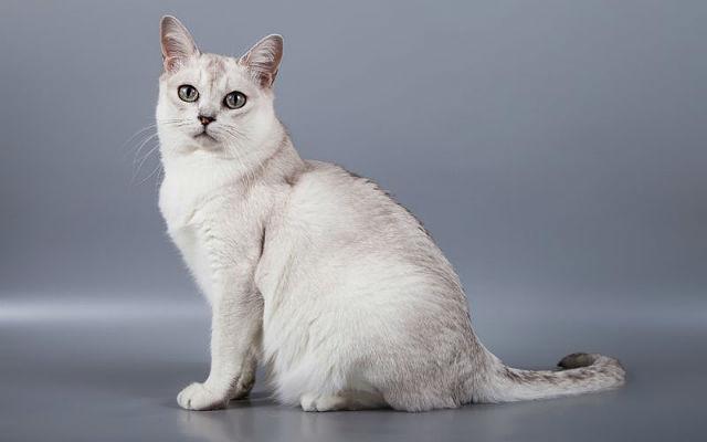 Редкая кошка бурмилла