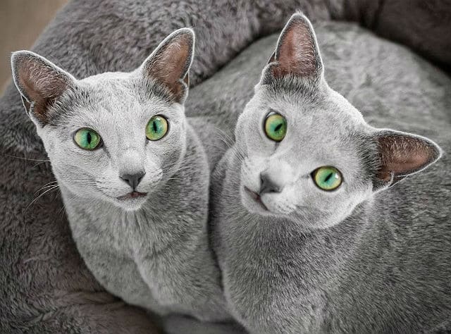 Две кошки породы русская голубая