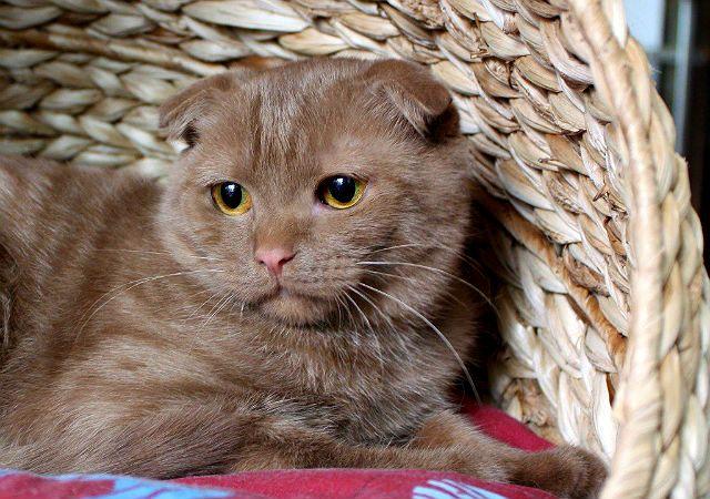 Котик шоколадный британец