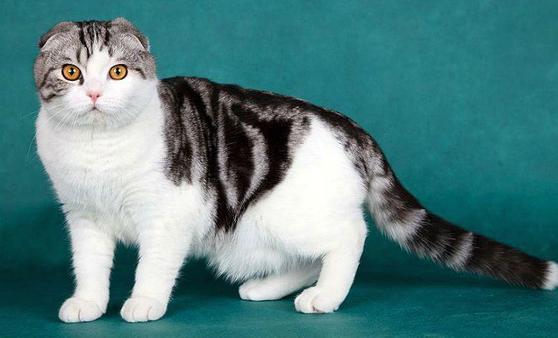 Шотландские кошки - окрасы