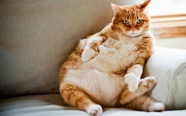 Сахарный диабет у кошек на фоне ожирения