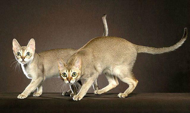 Сингапурская кошка табби