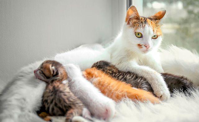 Кошка кормит котят