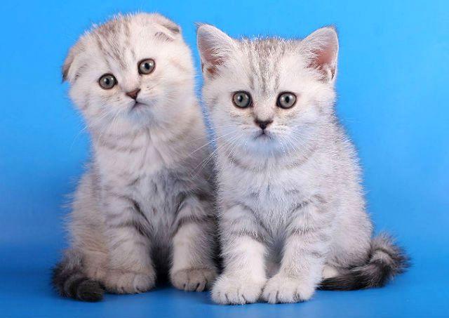 Срок жизни шотландских кошек