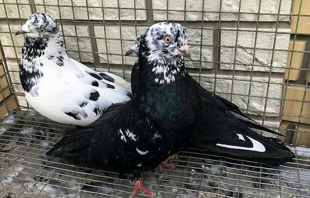 Свердловские голуби