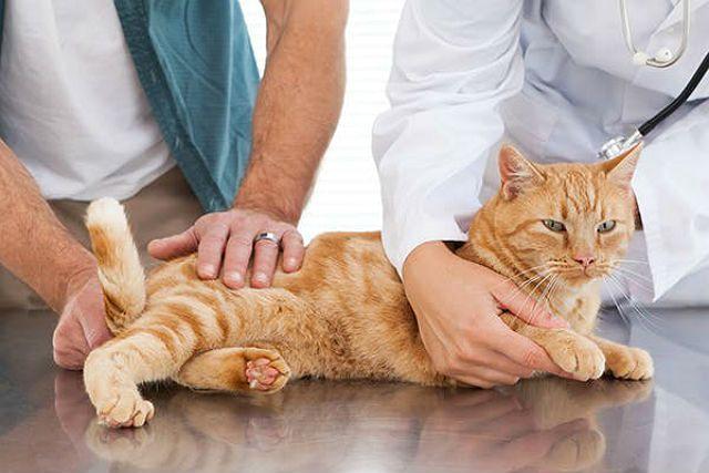 Острый цистит у кошек