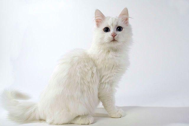Турецкий ван - котенок