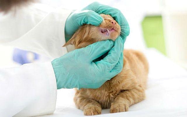 Воспаление десен у котенка