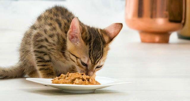У котенка меняются зубки - кормление