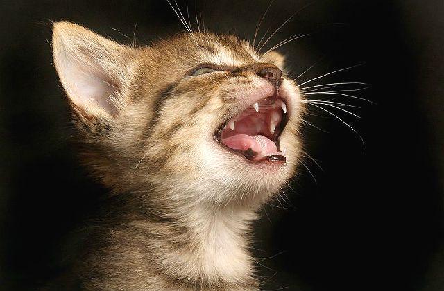 У котенка меняются зубки - уход за ротовой полостью