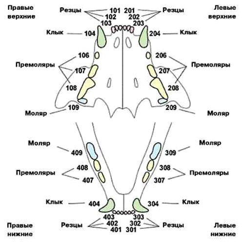 Порядок смены зубов у котенка