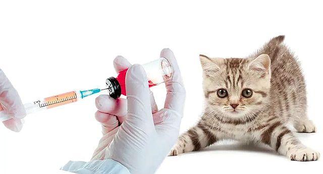 Вакцинация котенка шотландца