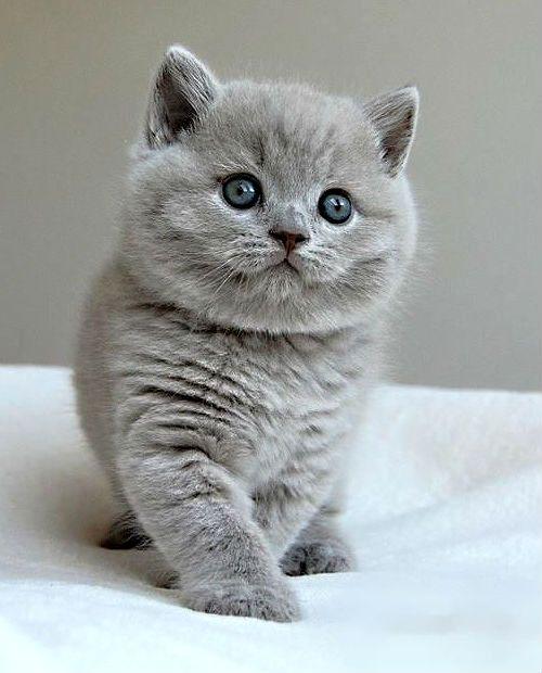 Британский котенок