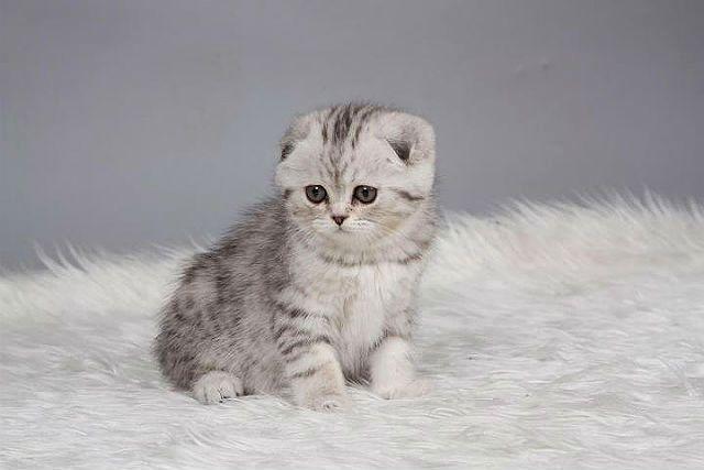 Котенок породы Вислоухий британец