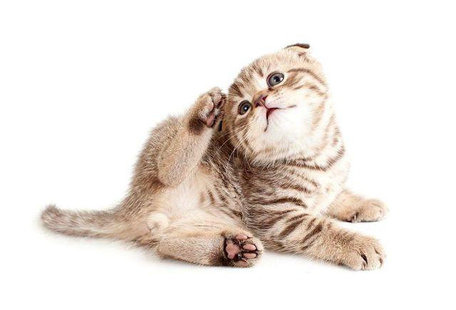 Вши у котенка
