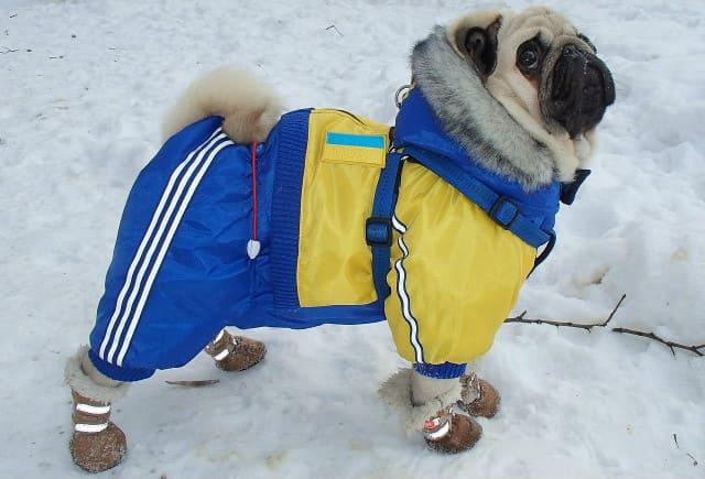 Одежда для мопсов – зимний комбинезон
