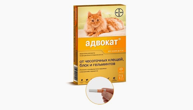 Адвокат для кошек