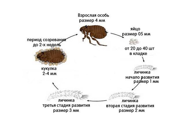 Цикл развития блохи