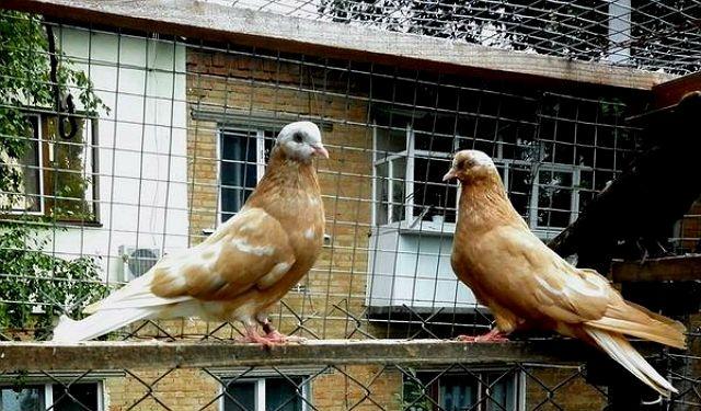Голубь кировоградский (4) Голубь кировоградский (4)