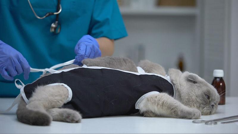 Стерилизация шотландских вислоухих кошек в зрелом возрасте