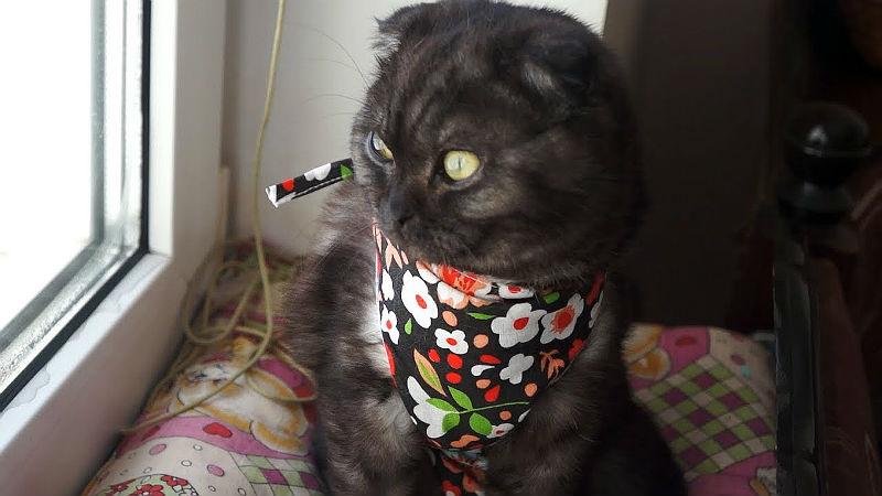 Кастрация вислоухого кота (7)