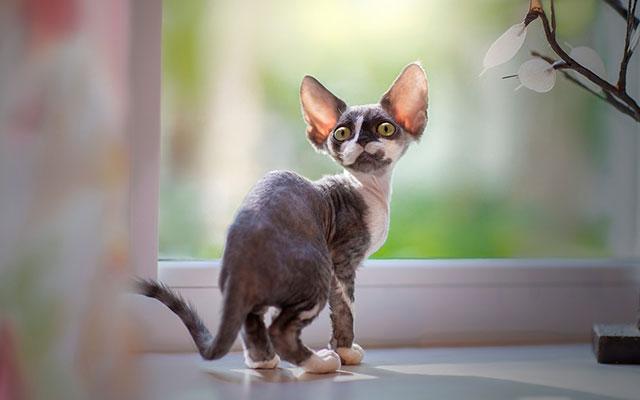 Котенок девон-рекс