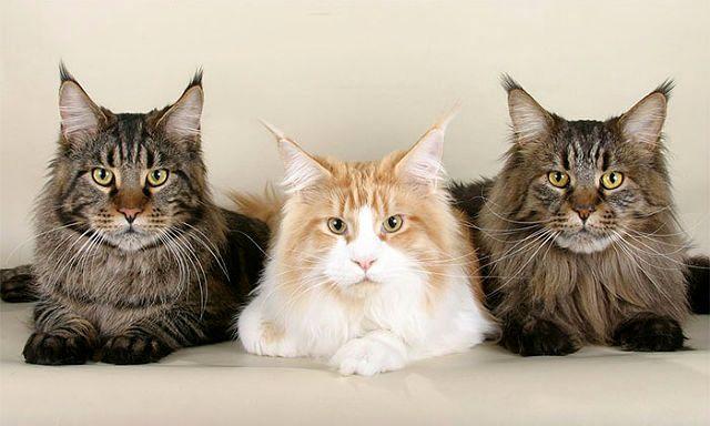 maine coon Полосатые кошки породы Мейн-кун