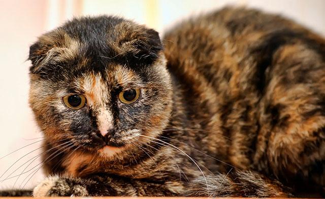 Черепаховая шотландская кошка