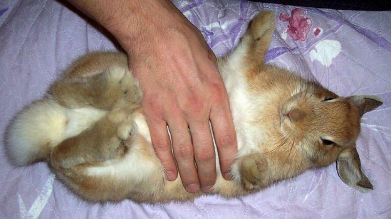Массаж живота кролику