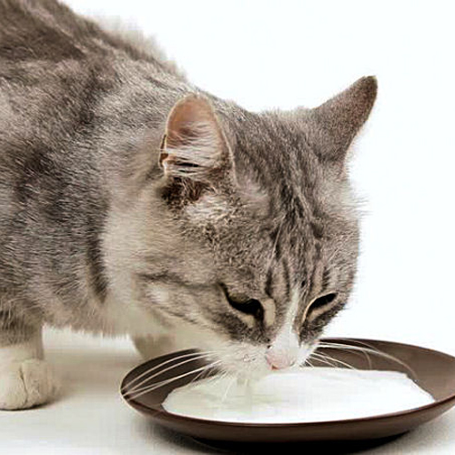 Опасные продукты для кошек: 8 степеней риска