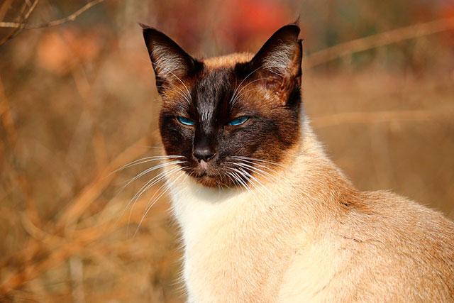 Сиамская кошка