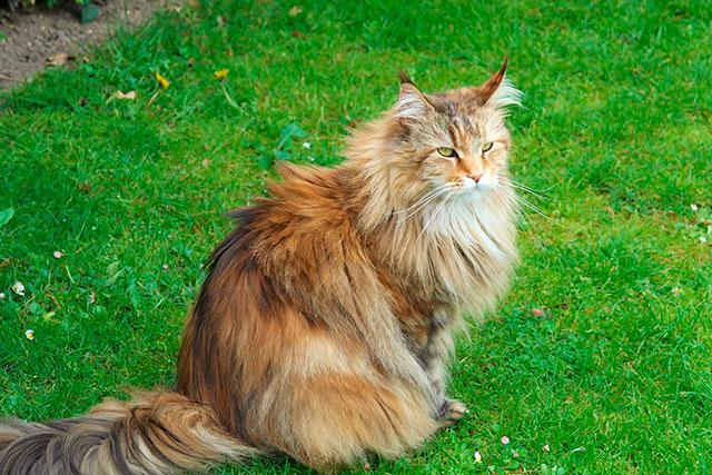 Сибирская кошка
