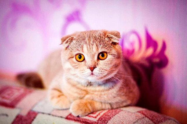 Шотландская кошка