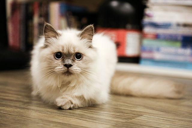 Длинношерстная кошка
