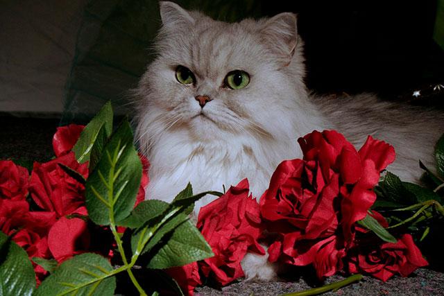 Персидская кошка