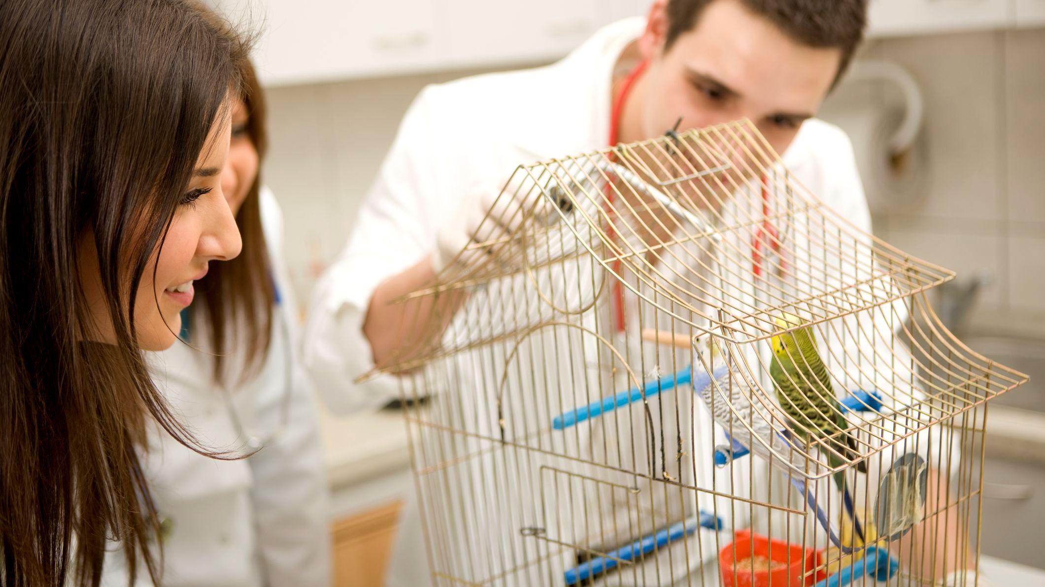 Маленькие попугайчики - продолжительность жизни