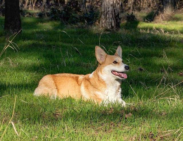 welsh-corgi-pembroke Веьш-корги пемброк лежит на траве